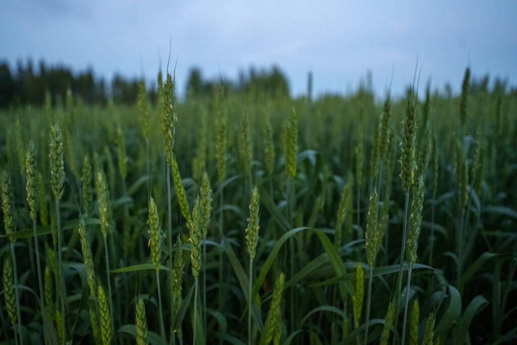 GEOfood - Saimaa Geopark